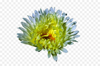 flower china aster plant flowering plant yellow flower china aster plant flowering plant yellow