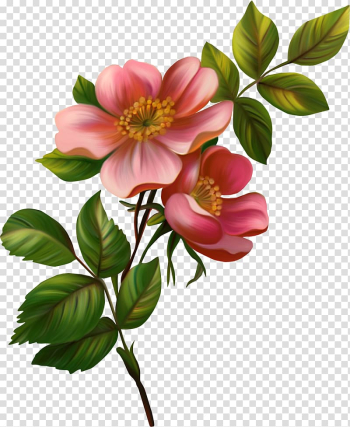 Flower , chinese flower transparent background PNG clipart Flower , chinese flower transparent background PNG clipart