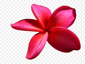 Flower Clip art - flower Flower Clip art - flower