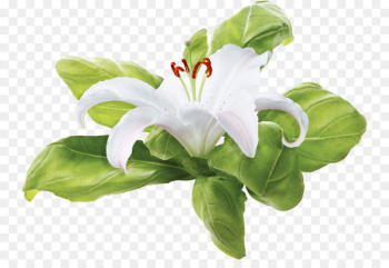 Flower Clip art - flower Flower Clip art - flower