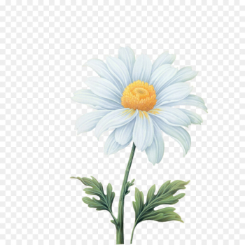 Flower Clip art - Free white gerbera pull material Flower Clip art - Free white gerbera pull material