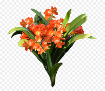 Flower Clip art - orange flower Flower Clip art - orange flower