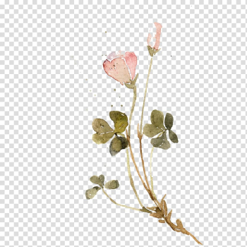 Flower Clover , Clover flower material on transparent background PNG clipart