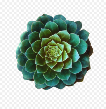 Flower, Cut Flowers, Hydrangea, Turquoise, Echeveria PNG Flower, Cut Flowers, Hydrangea, Turquoise, Echeveria PNG