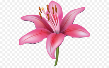 Flower Easter lily Tiger lily Clip art - 8th march Flower Easter lily Tiger lily Clip art - 8th march