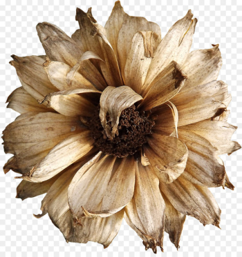 Flower Euclidean vector - Dry flower Flower Euclidean vector - Dry flower