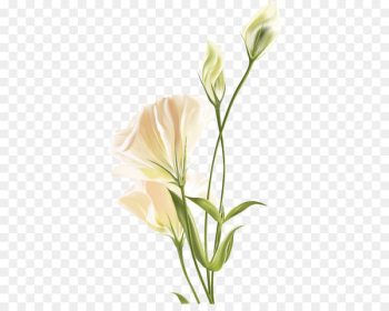 Flower Euclidean vector White - Lily white flower Flower Euclidean vector White - Lily white flower