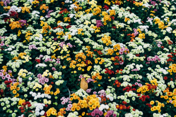 Flower Field Flower Field