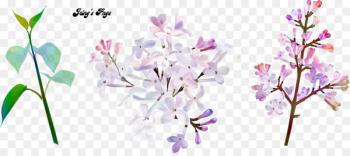 Flower, Floral Design, Cut Flowers, Lilac PNG Flower, Floral Design, Cut Flowers, Lilac PNG