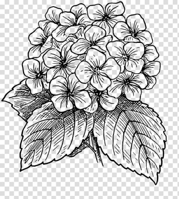 Flower , Flower Drawings Line art, hydrangea transparent background PNG clipart Flower , Flower Drawings Line art, hydrangea transparent background PNG clipart