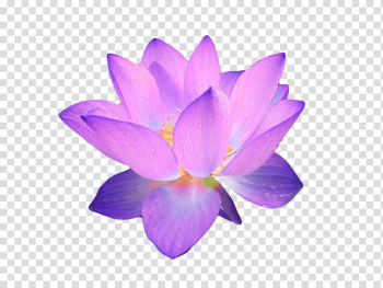 Flower , flower transparent background PNG clipart Flower , flower transparent background PNG clipart