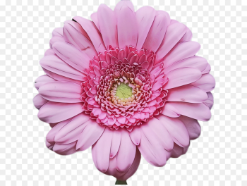 flower flowering plant barberton daisy gerbera petal flower flowering plant barberton daisy gerbera petal