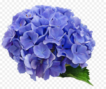 flower flowering plant blue hydrangea hydrangeaceae