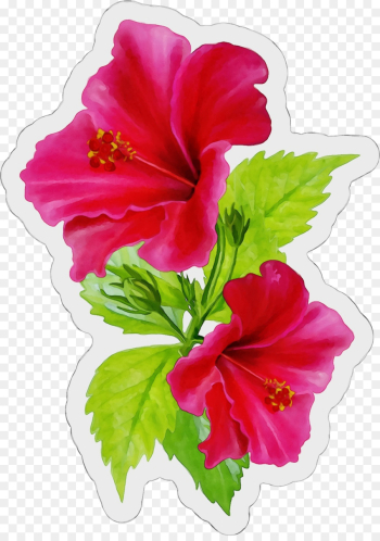 flower flowering plant hibiscus hawaiian hibiscus petal flower flowering plant hibiscus hawaiian hibiscus petal