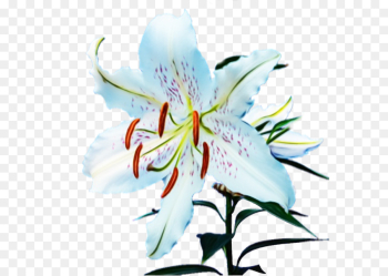 flower flowering plant lily petal plant flower flowering plant lily petal plant