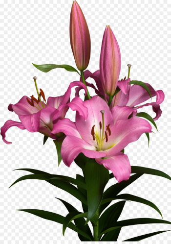 Flower, Flowering Plant, Orange Lily, Lily PNG Flower, Flowering Plant, Orange Lily, Lily PNG