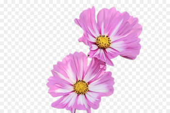 flower flowering plant petal garden cosmos plant flower flowering plant petal garden cosmos plant