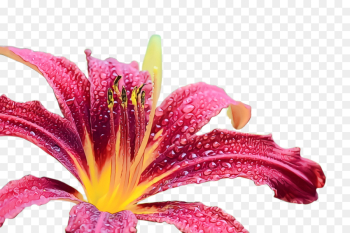 flower flowering plant petal lily plant flower flowering plant petal lily plant