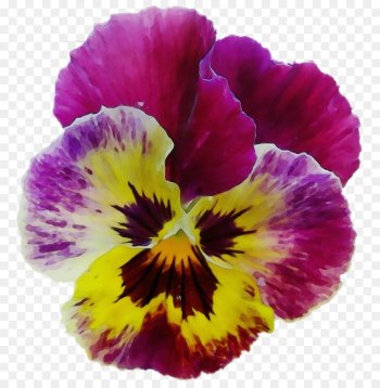 flower flowering plant petal pansy wild pansy