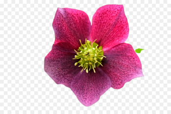 flower flowering plant petal pink plant flower flowering plant petal pink plant
