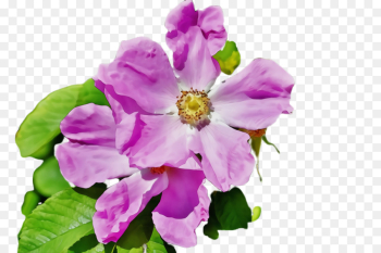flower flowering plant petal pink violet flower flowering plant petal pink violet