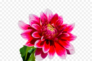 flower flowering plant petal plant pink flower flowering plant petal plant pink