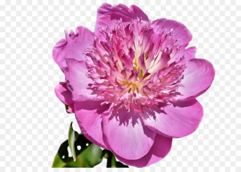 flower flowering plant petal plant pink flower flowering plant petal plant pink