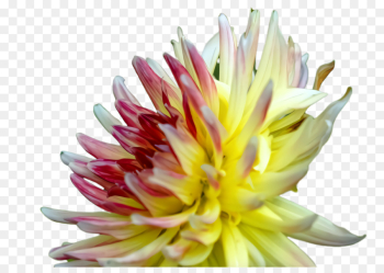 flower flowering plant petal plant pink flower flowering plant petal plant pink