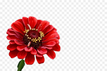flower flowering plant petal plant zinnia flower flowering plant petal plant zinnia