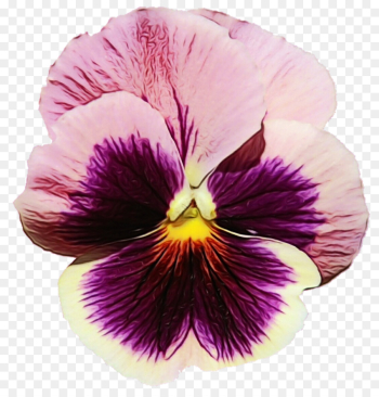 flower flowering plant petal violet purple