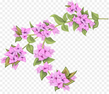 flower flowering plant pink plant lilac flower flowering plant pink plant lilac