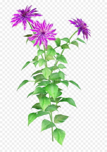 flower flowering plant plant bee balm lemon beebalm flower flowering plant plant bee balm lemon beebalm