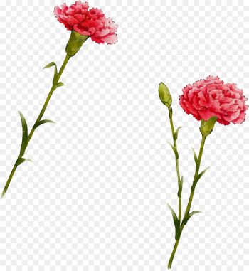 flower flowering plant plant cut flowers pink flower flowering plant plant cut flowers pink