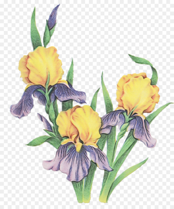 flower flowering plant plant cut flowers yellow flower flowering plant plant cut flowers yellow