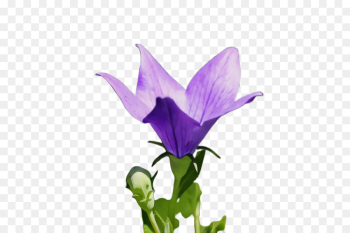 flower flowering plant plant petal purple flower flowering plant plant petal purple