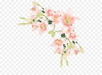 flower flowering plant plant pink cut flowers flower flowering plant plant pink cut flowers