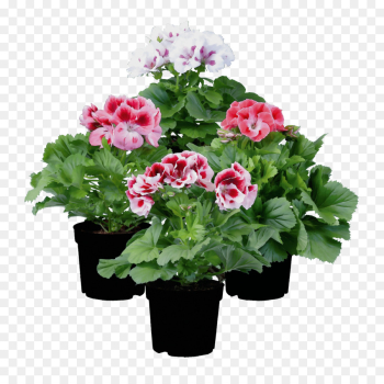 flower flowering plant plant pink flowerpot flower flowering plant plant pink flowerpot