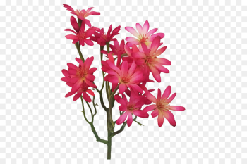 flower flowering plant plant pink petal flower flowering plant plant pink petal