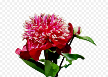 flower flowering plant plant pink petal flower flowering plant plant pink petal