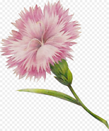 flower flowering plant plant pink petal flower flowering plant plant pink petal