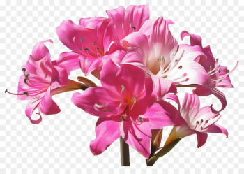 flower flowering plant plant pink petal flower flowering plant plant pink petal