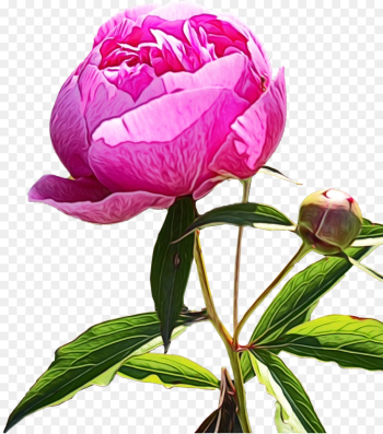 flower flowering plant plant pink petal flower flowering plant plant pink petal