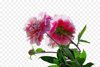 flower flowering plant plant pink petal flower flowering plant plant pink petal