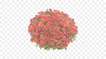 flower flowering plant plant red cut flowers flower flowering plant plant red cut flowers