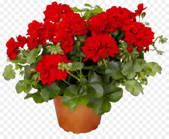 flower flowering plant plant red flowerpot flower flowering plant plant red flowerpot