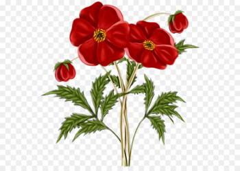 flower flowering plant plant red petal flower flowering plant plant red petal