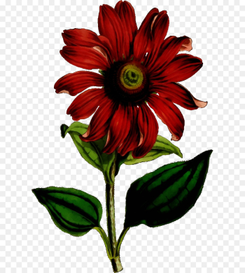 flower flowering plant plant red petal flower flowering plant plant red petal