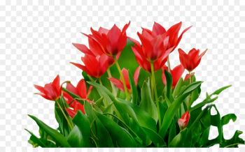 flower flowering plant plant tulip petal flower flowering plant plant tulip petal