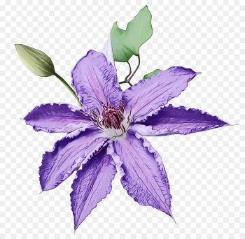 flower flowering plant purple violet plant flower flowering plant purple violet plant