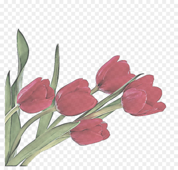 flower flowering plant tulip plant cut flowers flower flowering plant tulip plant cut flowers